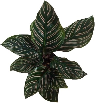 Roy's Fashoin Calathea Medallion(Hybrid, Pack of 1)