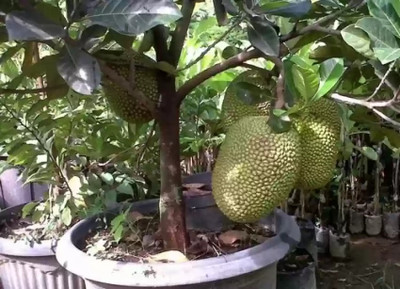 HIGH TECH FARM Jackfruit Plant(Hybrid, Pack of 1)