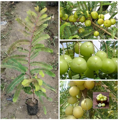 Cloud Farm Amla Plant(Hybrid, Pack of 1)