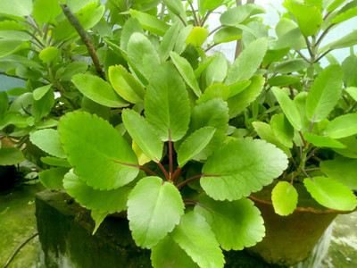 Cloud Farm Bryophyllum Pinnatum/Patharchatta Plant(Hybrid, Pack of 1)