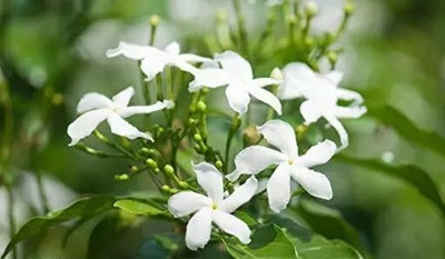 SHINUEVERGREEN Night Bloom Jasmine Plant(Hybrid, Pack of 1)