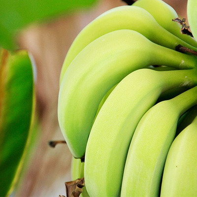 Cloud Farm Banana Plant(Hybrid, Pack of 1)