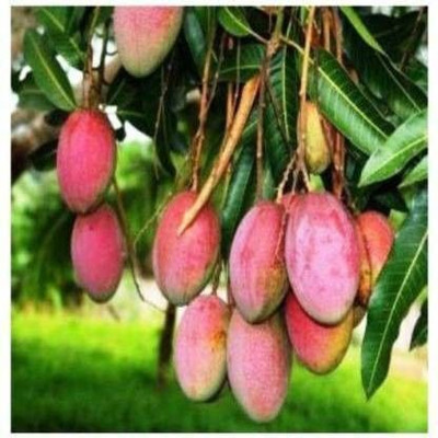 Oxygreenplant Mango Plant(Hybrid, Pack of 1)