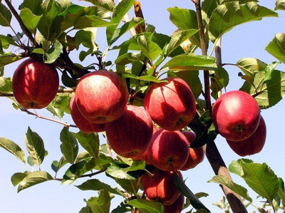 BREEZY BLOOMS Apple Plant(Hybrid, Pack of 1)