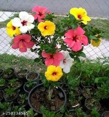 Cloud Farm Hibiscus Plant(Hybrid, Pack of 1)