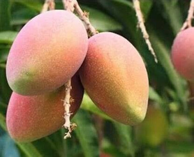 AFARTIOBINA Mango Plant(Hybrid, Pack of 1)