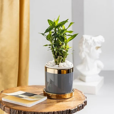 FloraFusion Golden Bamboo Plant, Lucky Bamboo Plant(Hybrid, Pack of 1)