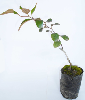 Aquinnah Ber Apple Plant(Hybrid, Pack of 1)