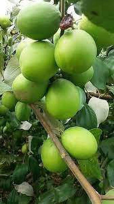 Bakuchi Ber Apple Plant(Hybrid, Pack of 1)