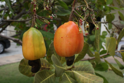 Platone Cashew Apple Plant(Hybrid, Pack of 1)