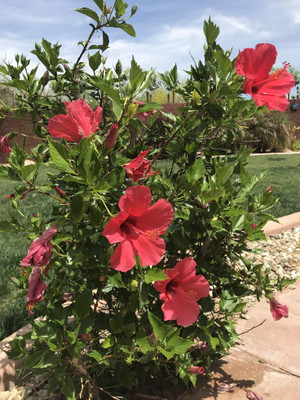 MiracleGarden Hibiscus Gudhal Flower Plant(Hybrid, Pack of 1)