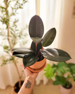 the green dotcom Rubber Tree(Hybrid, Pack of 1)