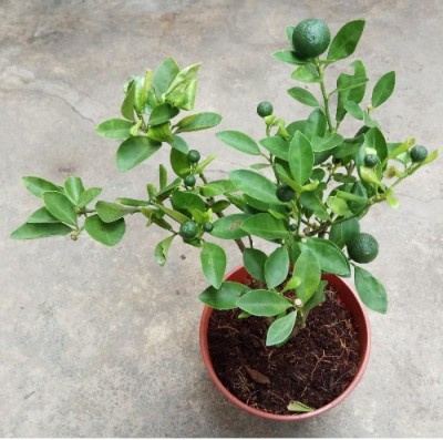 MiracleGarden Lemon Plant(Hybrid, Pack of 1)