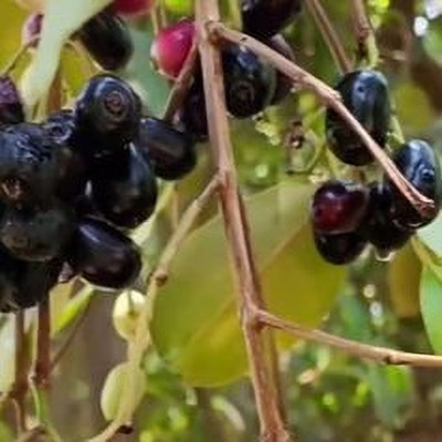MAITRA AND SONS Jamun Plant(Hybrid, Pack of 1)