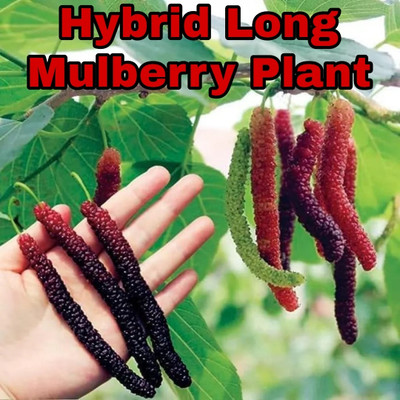 HARIGURU Shahtoot/Mulberry Plant(Hybrid, Pack of 1)
