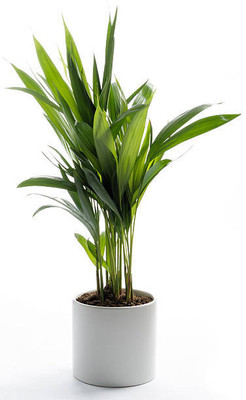 ukaya Areca Palm(Pack of 1)