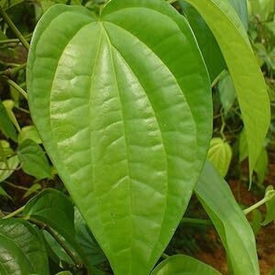 AloGardening Betel Leaf Plant(Hybrid, Pack of 1)