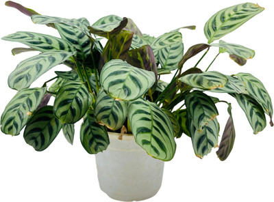 Hug A Plant Calathea Plant(Hybrid, Pack of 1)
