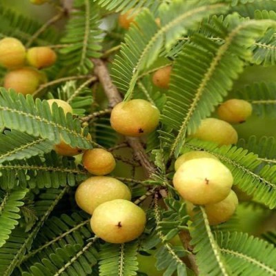 Entacloo Amla Plant(Hybrid, Pack of 1)