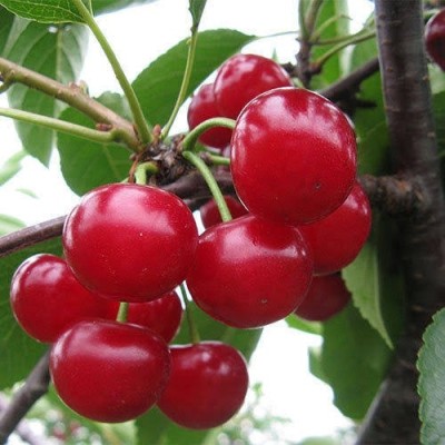 Heaven Of Saplings Cherry Fruit Plant(Hybrid, Pack of 1)