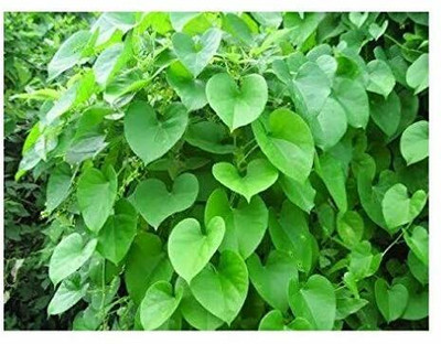 VibeX Giloy/Plant Fresh Stems for Plantation Seed(4 per packet)