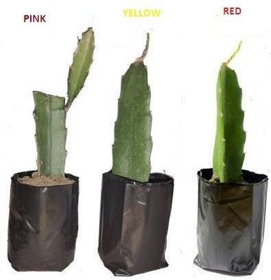 AFARTIOBINA Hibiscus Plant(Hybrid, Pack of 3)