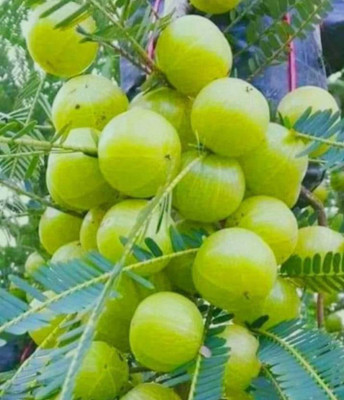 Cloud Farm Amla Plant(Hybrid, Pack of 1)