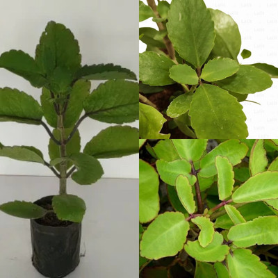 Cloud Farm Bryophyllum Pinnatum/Patharchatta Plant(Hybrid, Pack of 1)