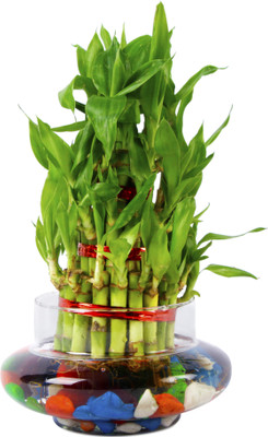 AVR Happiness inhouse Two Layer Bamboo Plant(Pack of 1)