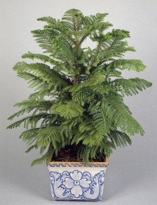 GreenyOn Christmas Tree Plant(Hybrid, Pack of 1)
