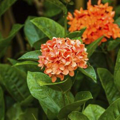 HarvestVale Trothic Ixora/Chethi Plant(Hybrid, Pack of 1)