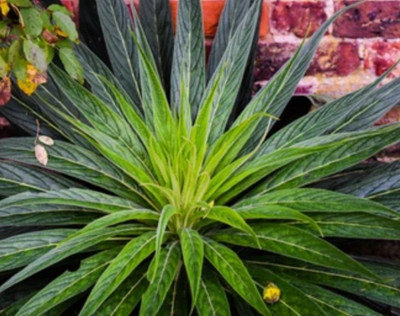 KrishnaNursery Aglaonema Plant(Hybrid, Pack of 1)