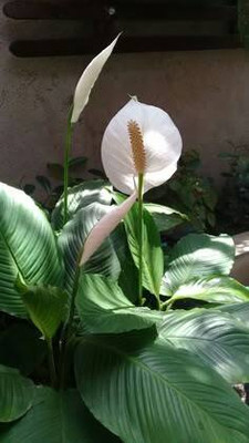 MAITRA AND SONS Peace Lily Plant(Hybrid, Pack of 1)