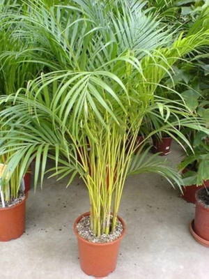 THE GIFTI Areca Palm(Hybrid, Pack of 1)