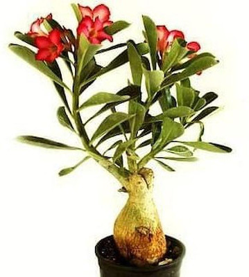 greenhousestore Adenium Plant(Hybrid, Pack of 1)