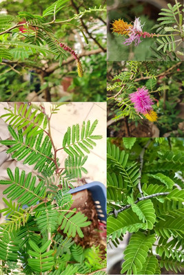 NEW DEBNATHNURSERY Shami/Jand Plant(Hybrid, Pack of 1)