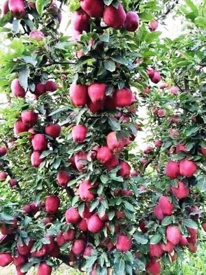 Cloud Farm Apple Plant(Hybrid, Pack of 1)