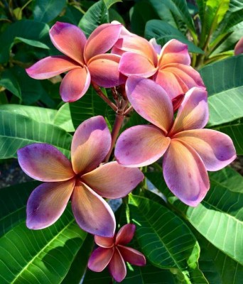 FasonGreen Plumeria Plant(Hybrid, Pack of 1)