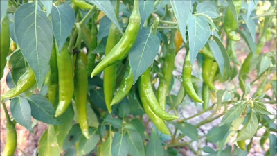 BJUBAS Chilli seeds variety pack of 154 Seed(154 per packet)