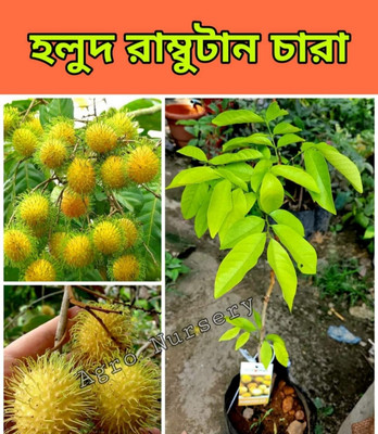 china thai lappaceum Litchi Plant(Hybrid, Pack of 1)