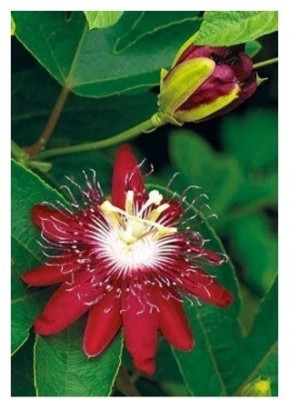 Treeicks Passion Plant(Hybrid, Pack of 1)