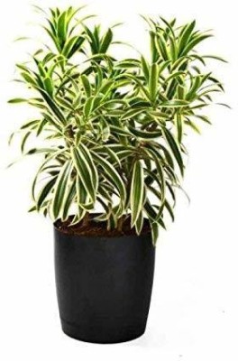 Oxygreenplant Song Of India Plant(Hybrid, Pack of 1)