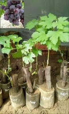 SKDIYA Grapes Plant(Hybrid, Pack of 1)