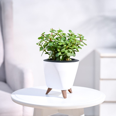 UGAOO Jade Plant(Hybrid, Pack of 1)