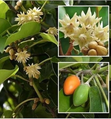 PRANTIK NURSERY Abiu Plant(Hybrid, Pack of 1)