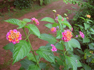 EliteGreen Lantana Plant(Hybrid, Pack of 1)