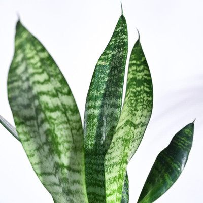 GreenyOn Snake Plant(Hybrid, Pack of 1)