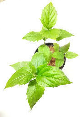 Seedsqlty Shefali flower seeds Seed(9 per packet)