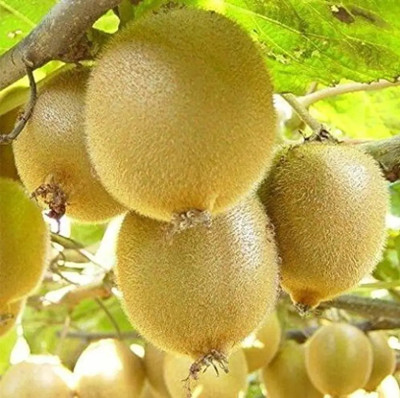 Cloud Farm Kiwi Plant(Hybrid, Pack of 1)