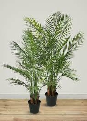 ZOOMGREEN Areca Palm(Hybrid, Pack of 1)